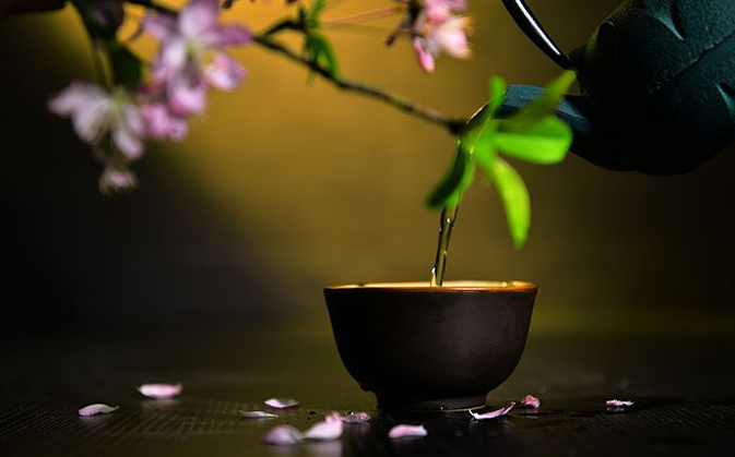 太平猴魁小课堂