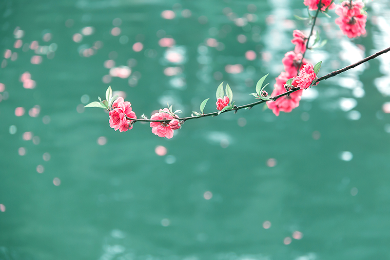 盛世花开红尘里，紫陌香菱恰逢君