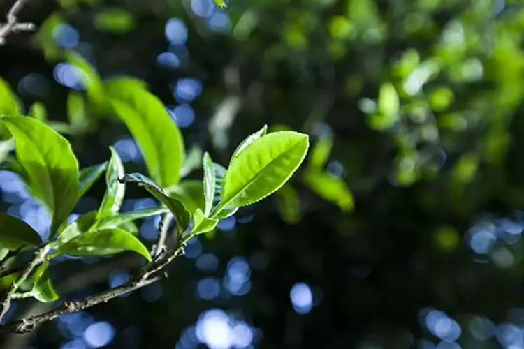 茶叶的初级代谢及次级代谢产物——茶多酚(图1)