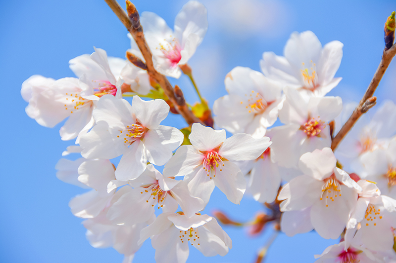 盛世花开红尘里，紫陌香菱恰逢君(图2)