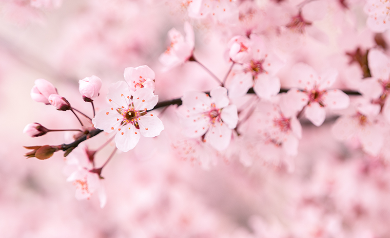 盛世花开红尘里，紫陌香菱恰逢君(图3)