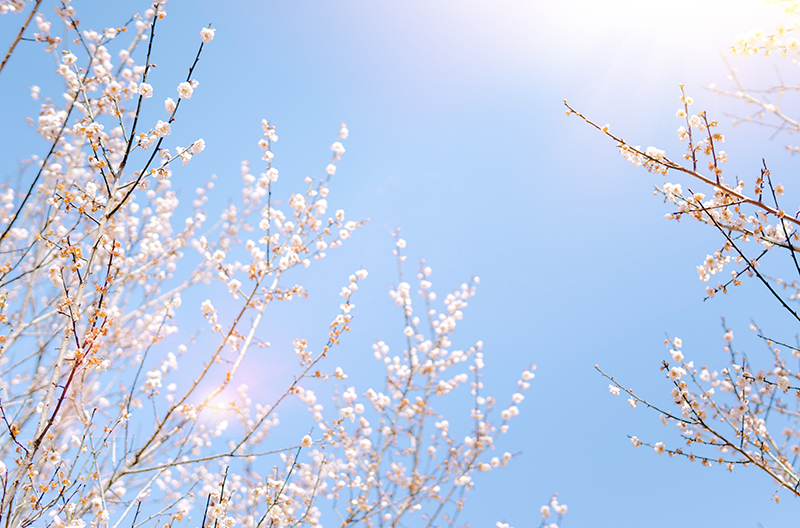 盛世花开红尘里，紫陌香菱恰逢君(图4)