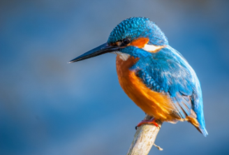 细说女子汉服发饰：点翠、梳篦的金翠首饰(图2)